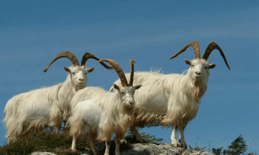 世界上最委屈的国王, 只能领导一群山羊, 所有居民竟都是临时工