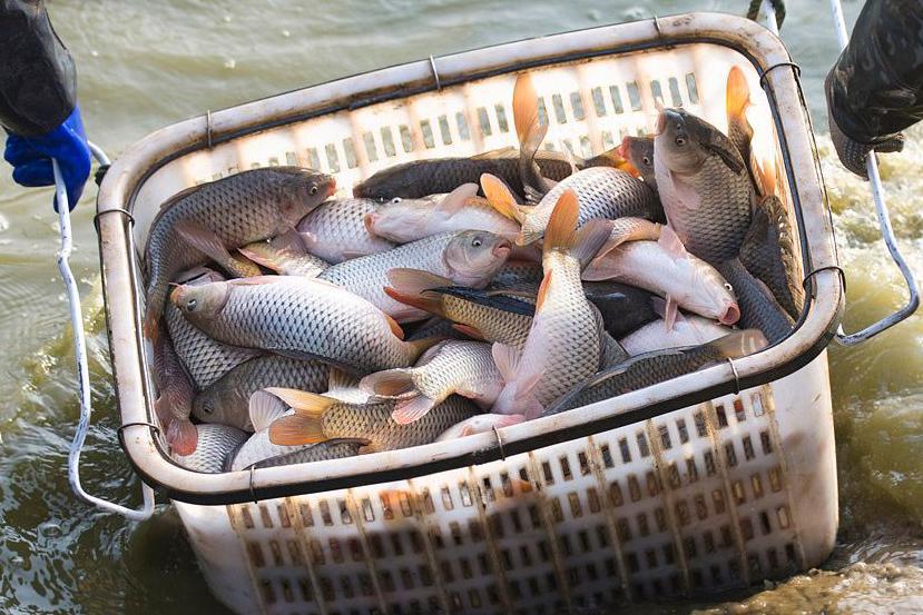 农村养鱼户过年清塘现捞现卖生意火爆一筐筐黄河鲤鱼太喜人