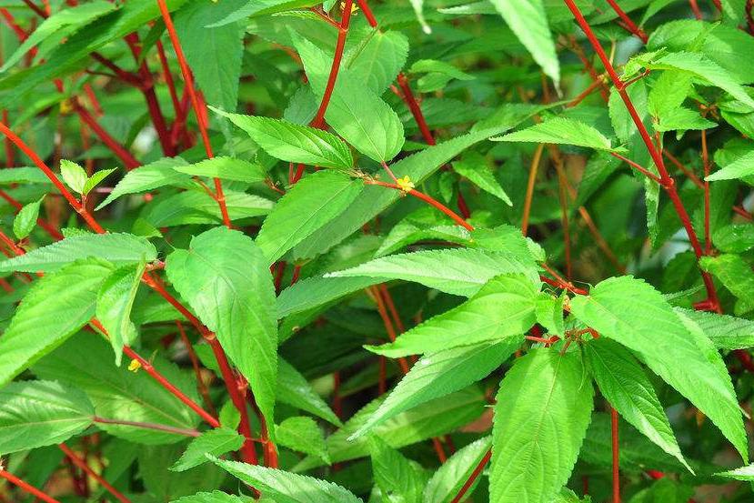 农村一种野菜,过去只有贫困农家才吃,如今30元一斤成"保健菜"