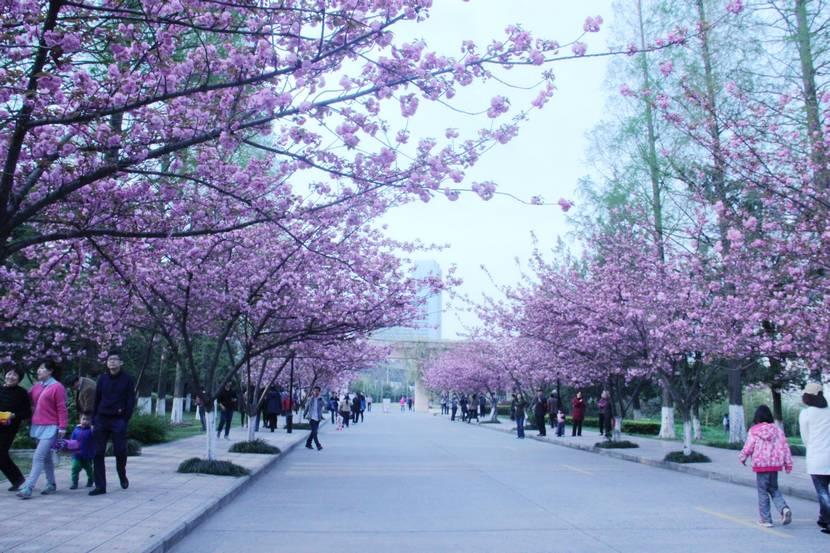 合肥黄山路中科大校园内,也有一条"樱花大道"!