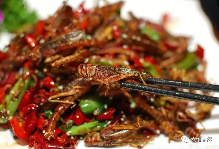 蝗灾曾让寸草不生,现在要让蝗虫成为美食"还债"