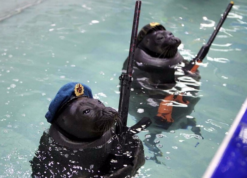 海洋动物也能用于军事用途?俄罗斯海豹"特种兵"风靡网络