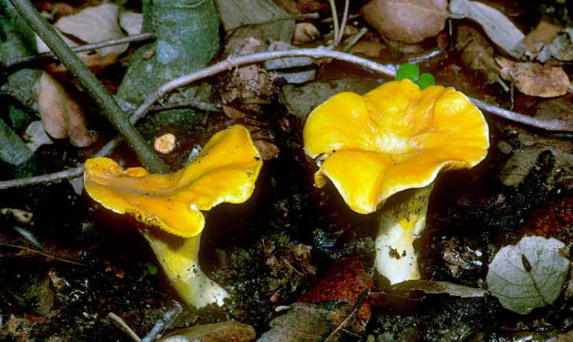 这种金光闪闪的蘑菇可以预防视力下降男同胞多吃益处多