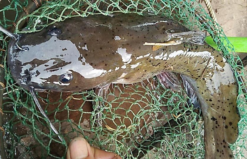 这个鱼贵的要死,只有在高级饭店里才能吃到|饭店|高级|芝麻_新浪新闻