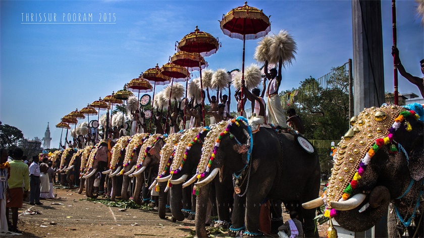 印度喀拉拉邦大象节:斑斓而奢华的宗教节日