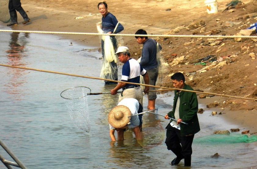 很多渔民早就做好丰收一顿的打算,尽情捕捞着刚刚放生的活鱼