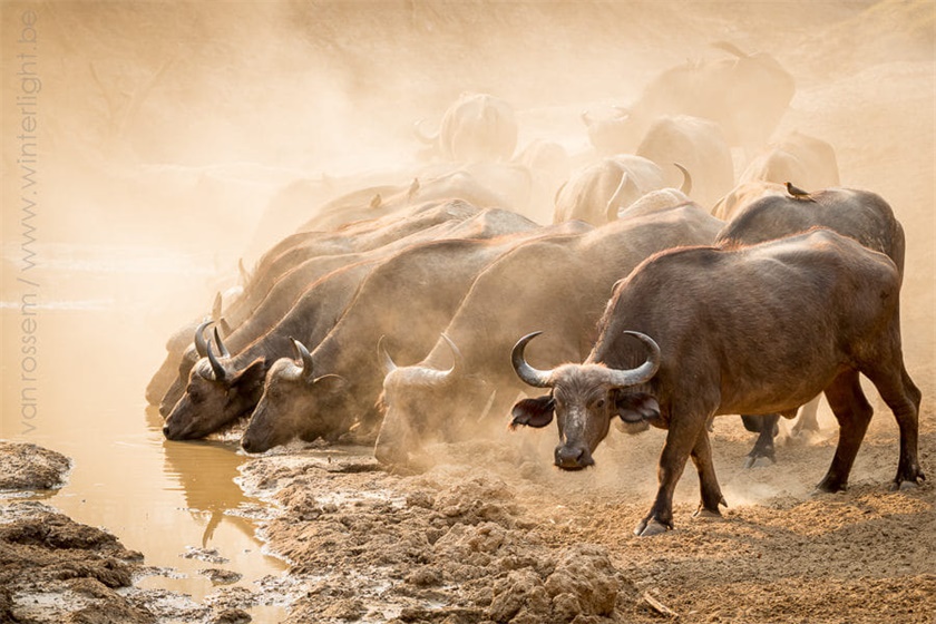 去肯尼亚见证万千野水牛云集