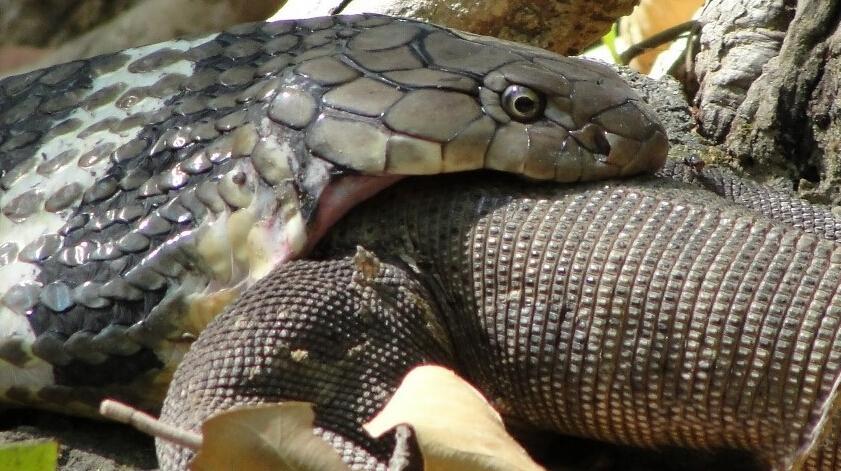 正文 最终整只科莫多巨蜥被巨蟒所吞食,通常蟒蛇进食完毕之后会消化5
