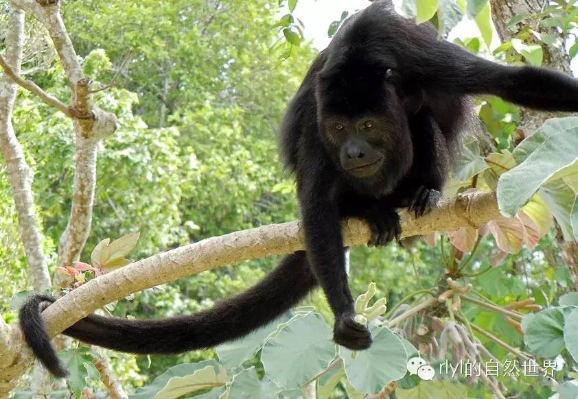【rlyl物种说】今日--懒吼猴(Guatemalan black howler)|吼猴|物种|叶子_新浪新闻