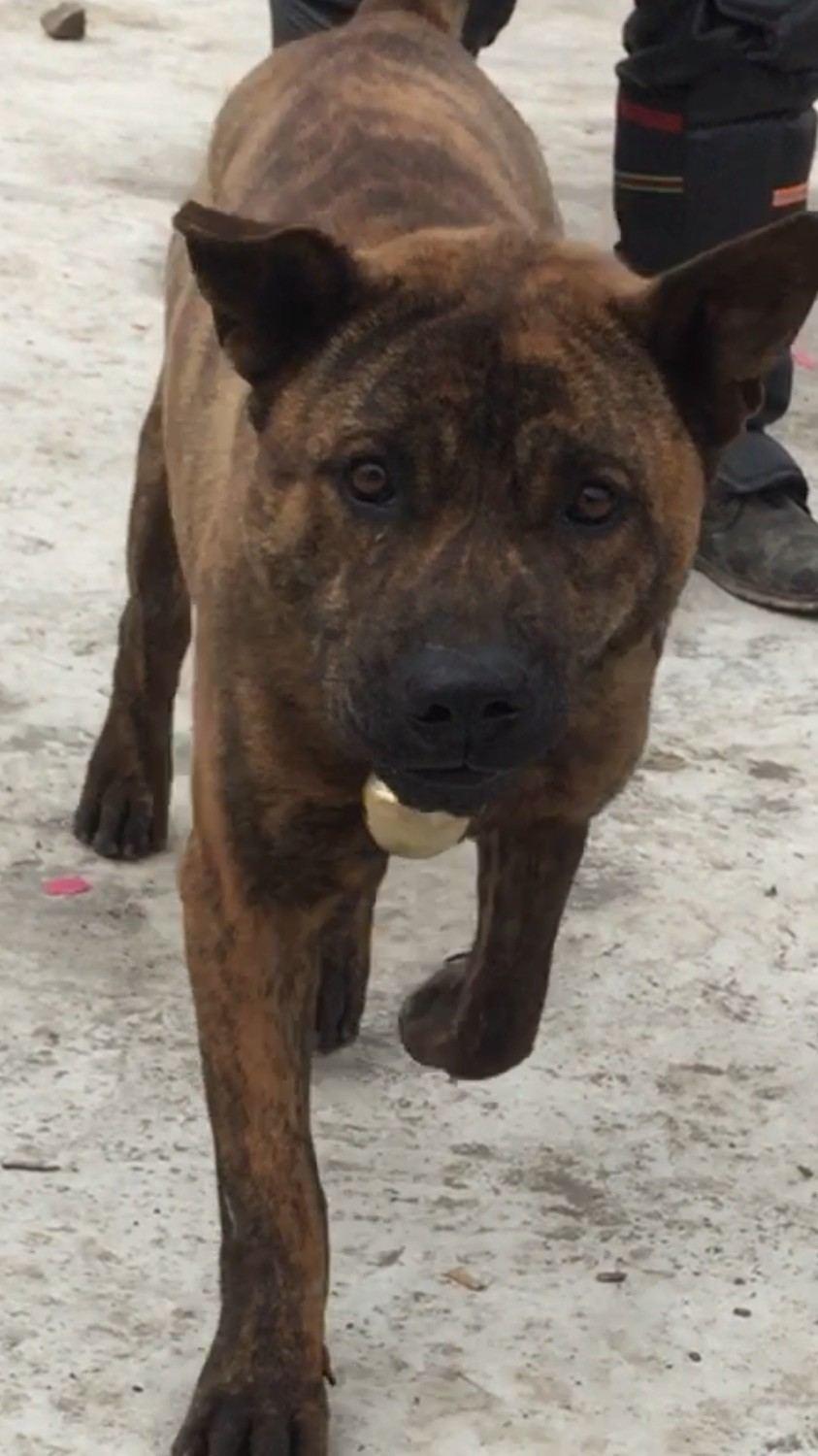 中华稀有品种虎斑犬农村被发现奔跑速度是一流