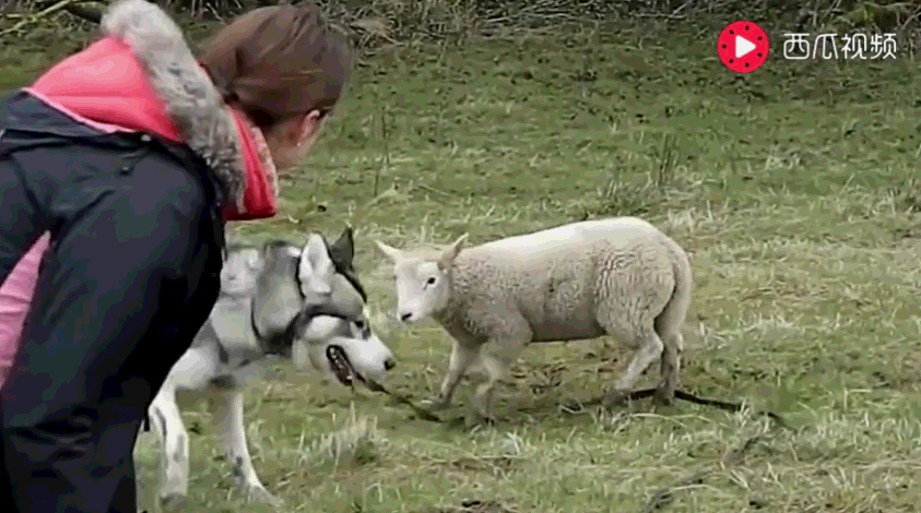 小羊以为二哈是狼, 用头疯狂冲撞! 二哈被撞的一脸懵逼,连连躲闪