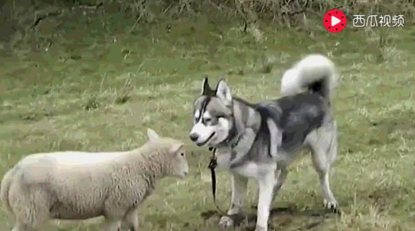 843_470gif 动态图 动图