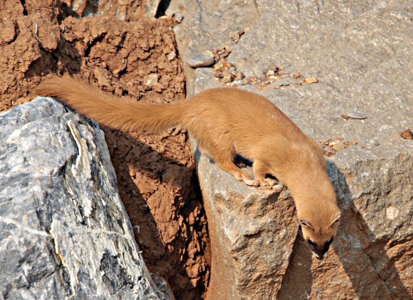 瘸腿黄鼠狼和穷书生互换灵魂,不久竟相约上吊自杀
