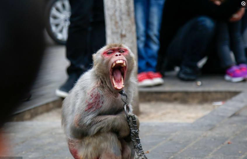 最后的耍猴人,宁可自己渴着,也要让猴子先喝水