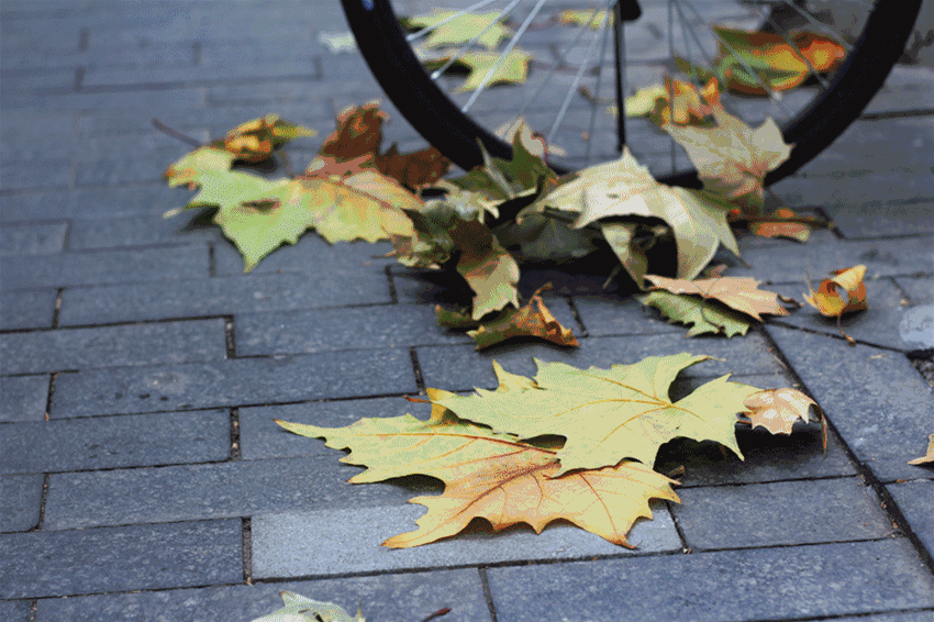 前几天小编看到上海有小马路不扫落叶的消息,止不住仰天大笑了好久.