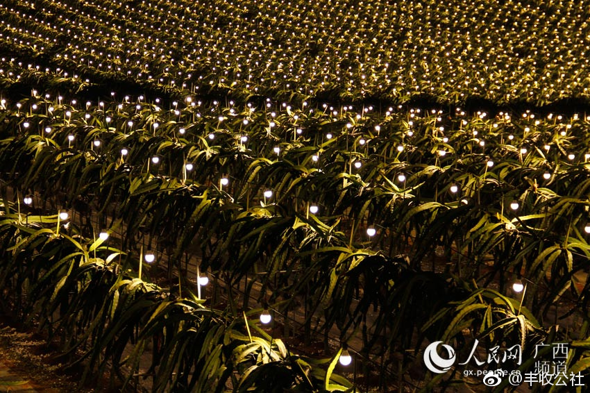 广西龙州千亩火龙果灯海璀璨夺目[并不简单]