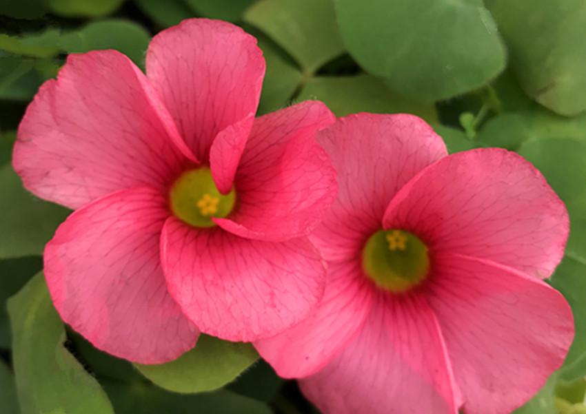 春季花卉养护掌握这六点,枝叶全年嫩绿,旺盛,开花多