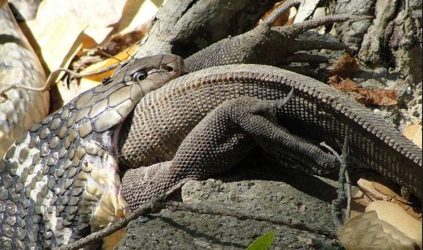 正文 最终整只科莫多巨蜥被巨蟒所吞食,通常蟒蛇进食完毕之后会消化5