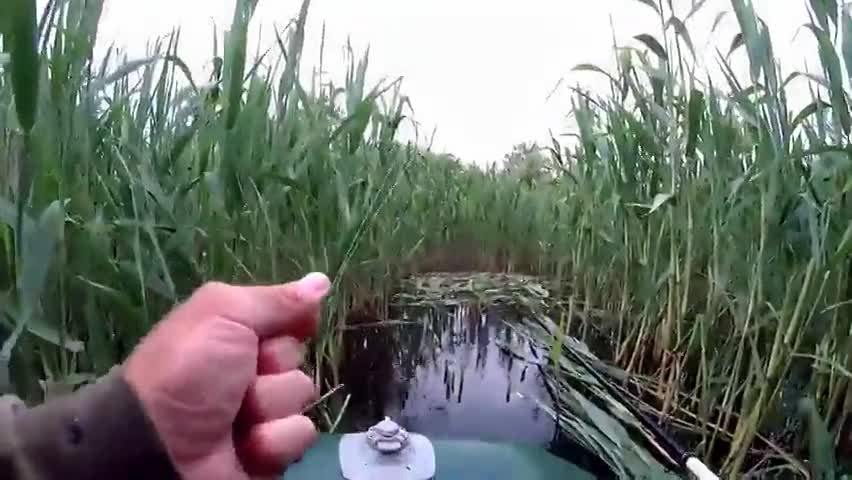 钓鱼:在蚯蚓上涂一点清凉油,钓鲫鱼有意想不到