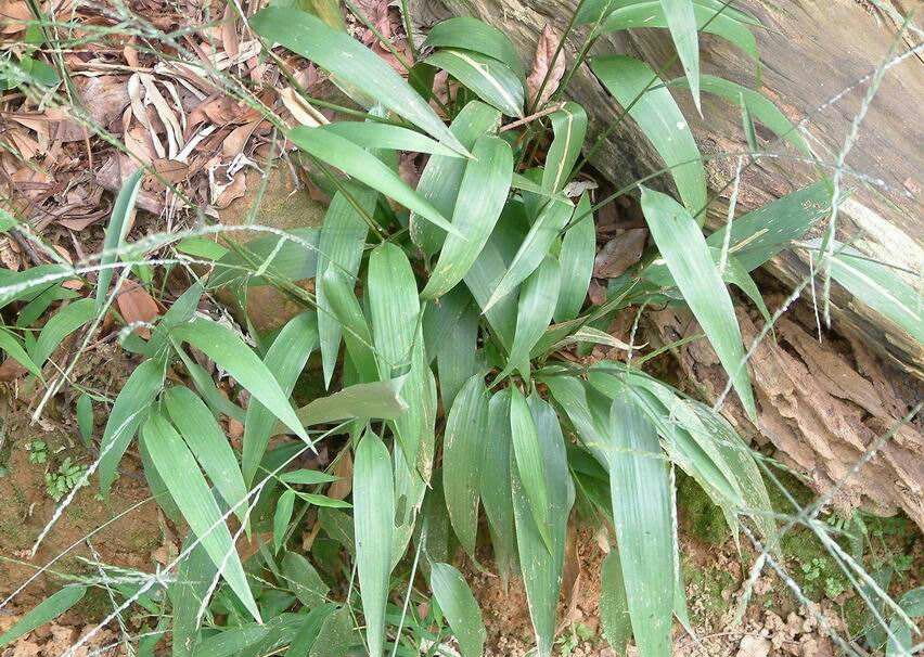 农村这种野菜长得像竹子,很多农民不认识,如今一斤30成稀罕货