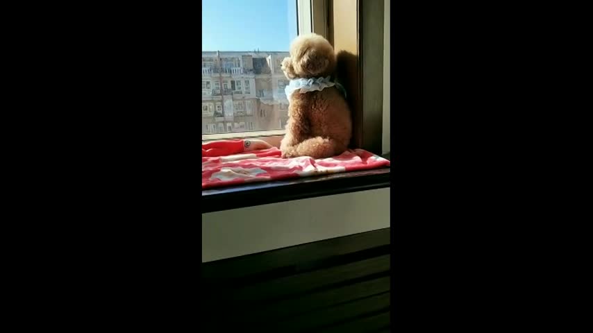 窗边晒太阳狗狗大揭秘,它实在太萌啦,逗死我了