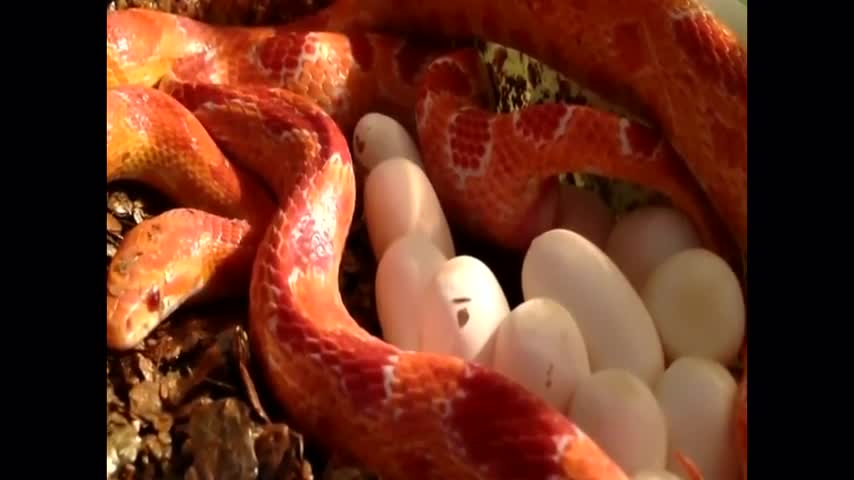 蟒蛇交配情景 产蛋并 孵出小蟒蛇.