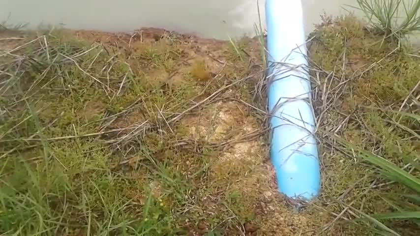 池塘旁边有个排水管,每次放水都可以看到鱼往岸上跳