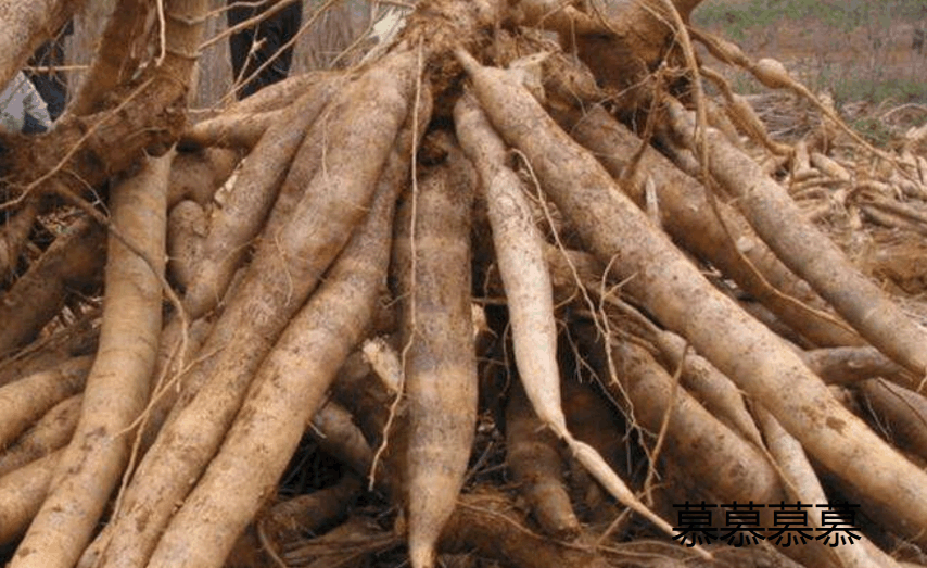 检查得知,导致孩子去世的原因就是今天早上奶奶给孩子吃的那条木薯上