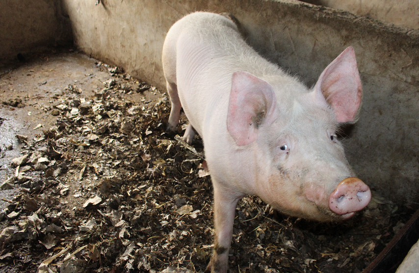 农村大爷的养猪场,值得我们借鉴学习