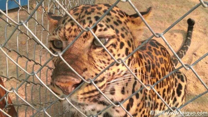 清迈环境和自然资源保护警方接到村民举报称,讪柿县有人养豹子当宠物