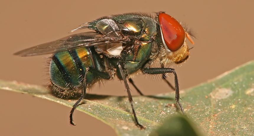 大头苍蝇流口水还会再吸回去这是为什么