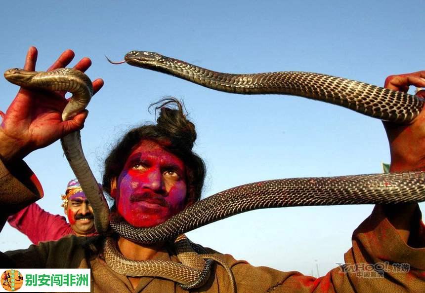 印度蛇人真是开挂了, 一出生就滴毒蛇液, 不会耍蛇不准娶妻!