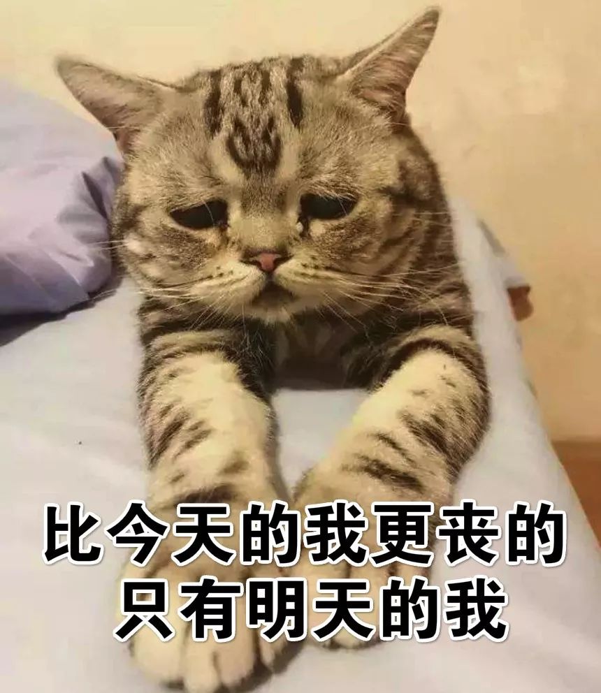 看完这么多丧猫的表情包我整只猫都不好了.