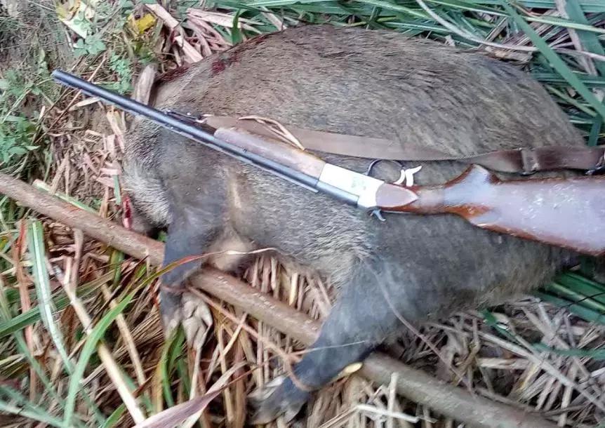 武宁"野猪猎手 36支枪 一年限量捕杀450头野猪