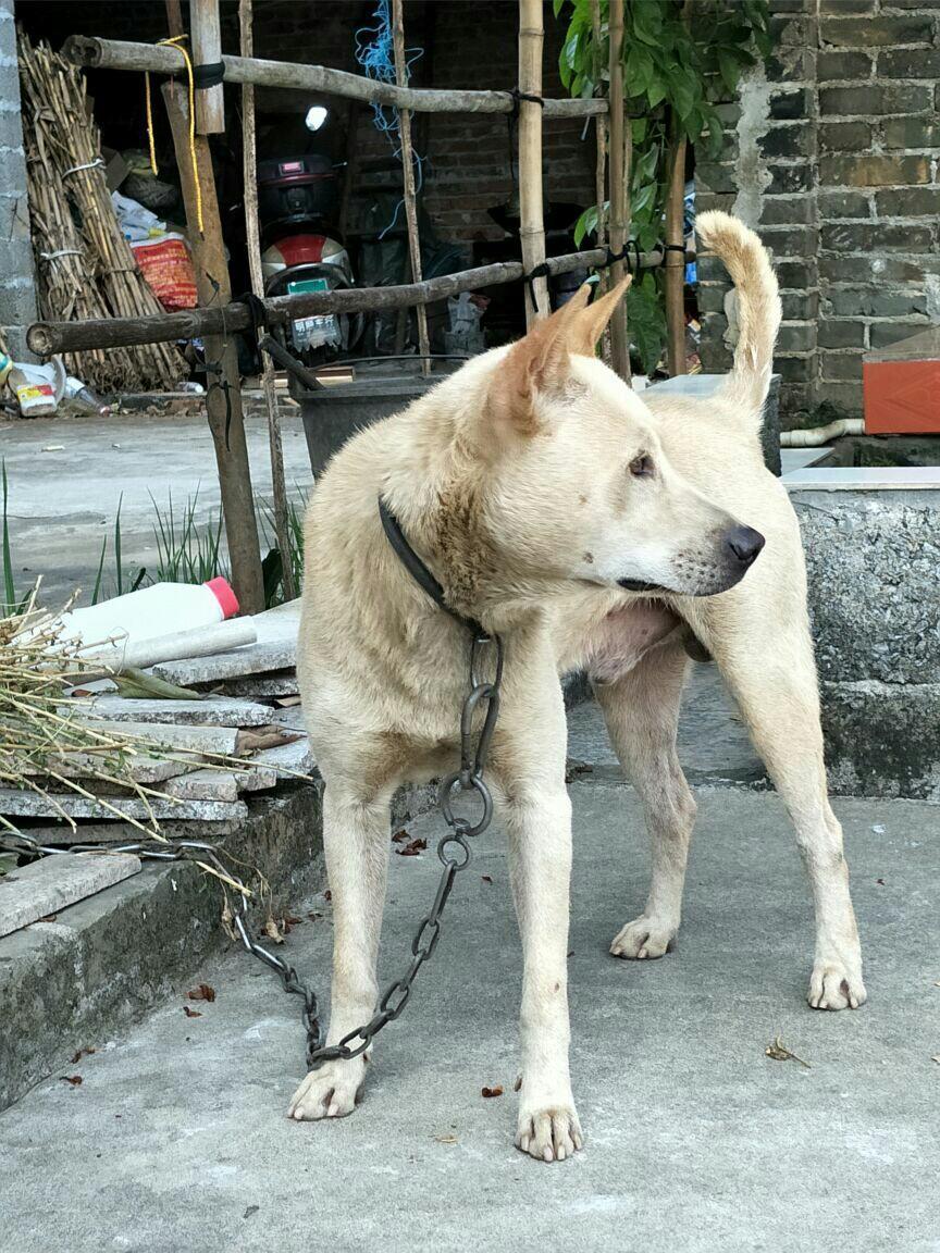 农村最接地气的狗险峻的山冈上它穿梭如飞嗅觉灵敏