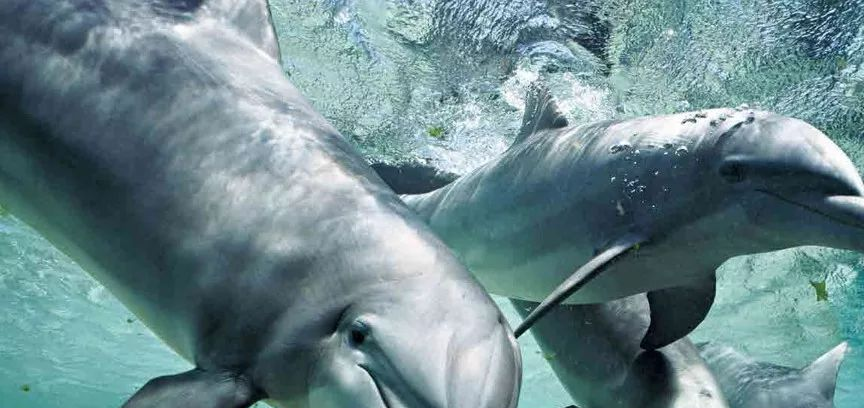 海豚|国家地理|杂志_新浪新闻