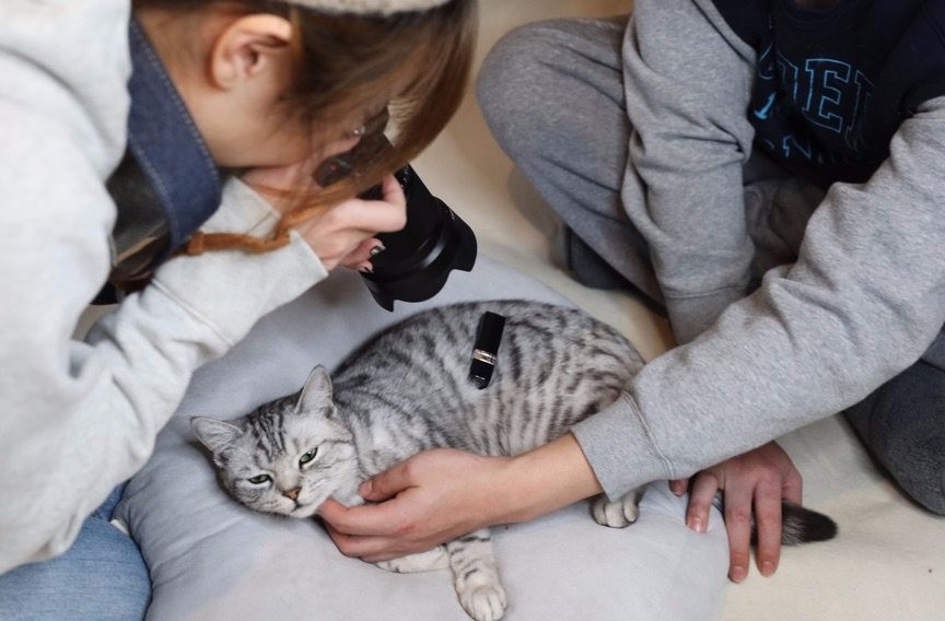 养猫千日,用猫一时 阿里美女靠吸猫完成年终kpi|阿里|美女|天猫|页面|海砂_新浪新闻
