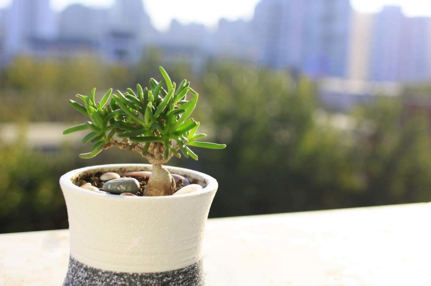 多肉植物冰花环境不一样生长期也有长短