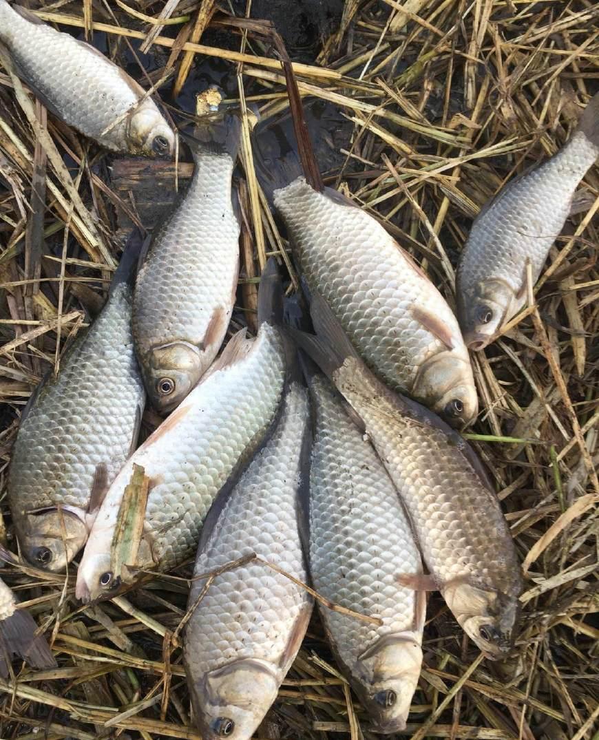 池塘來了一群怪魚, 鮮紅的鰭, 追著鯽魚咬