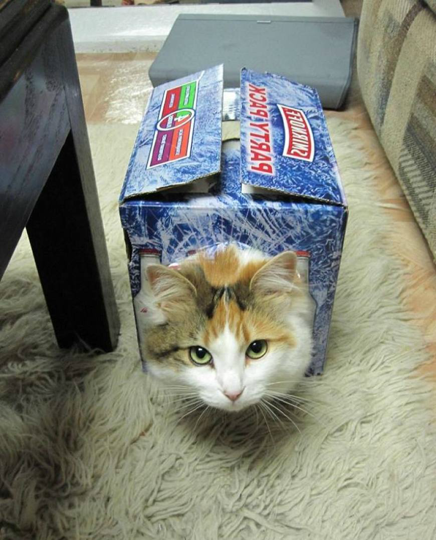 钻进小箱子里的猫咪,样子好萌啊