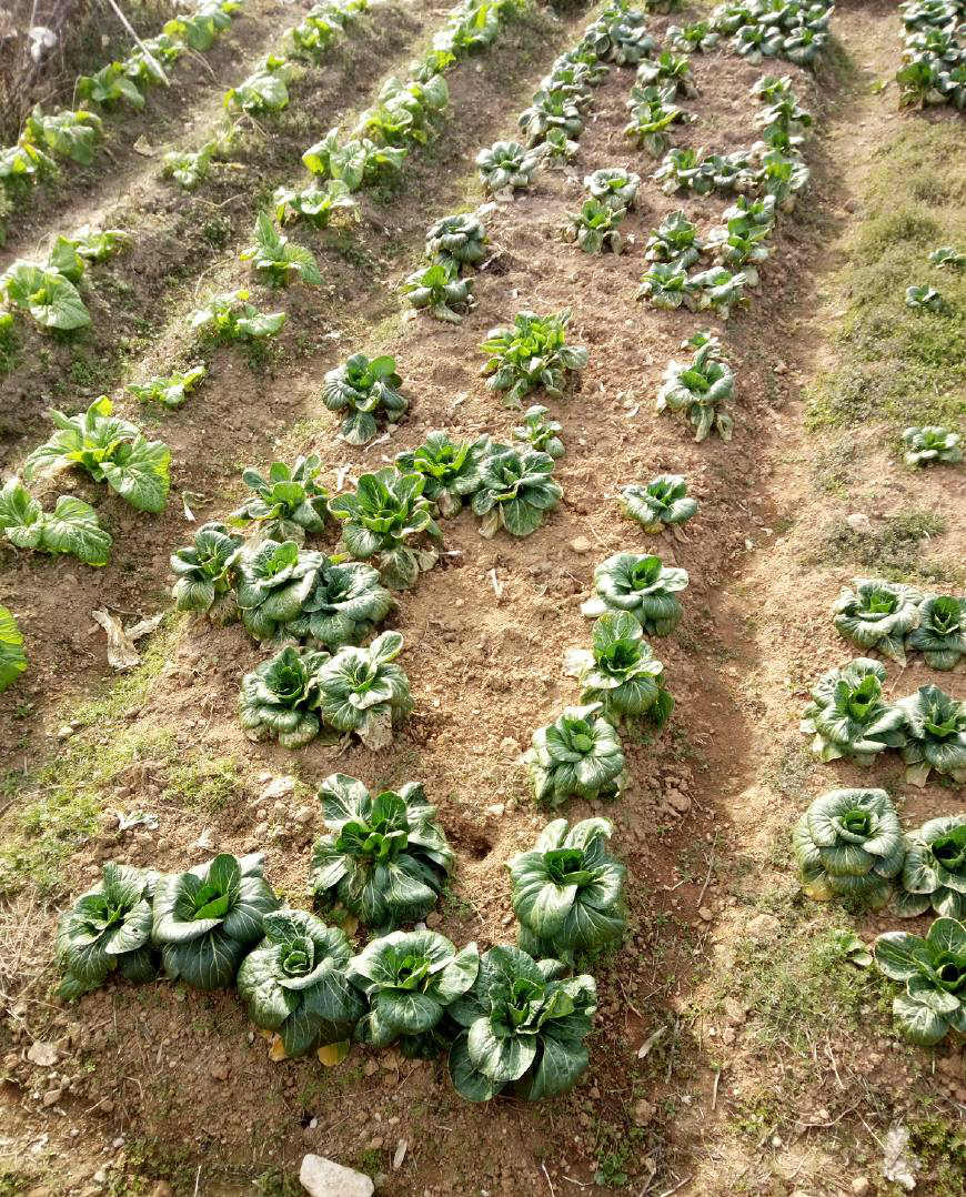 农村的菜地你见过吗|菜地|农村|菜园_新浪新闻