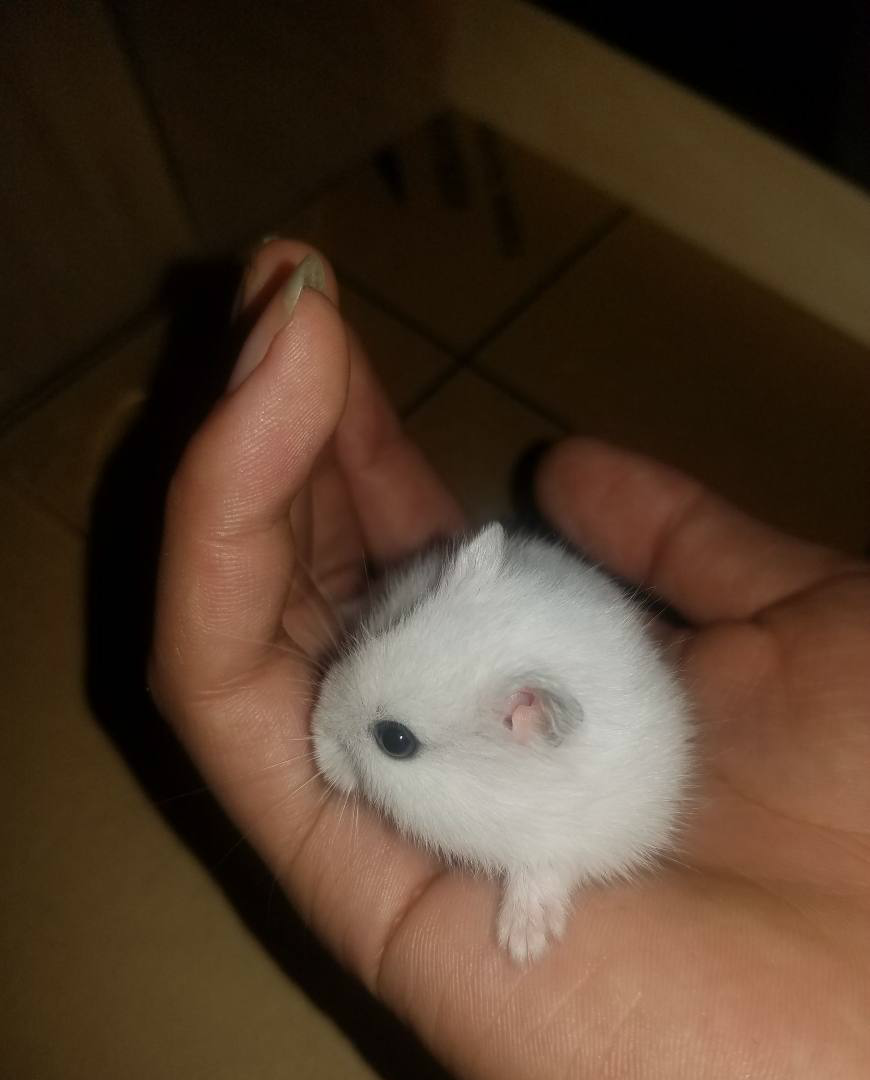 这么小的仓鼠,样子真够萌_新浪看点