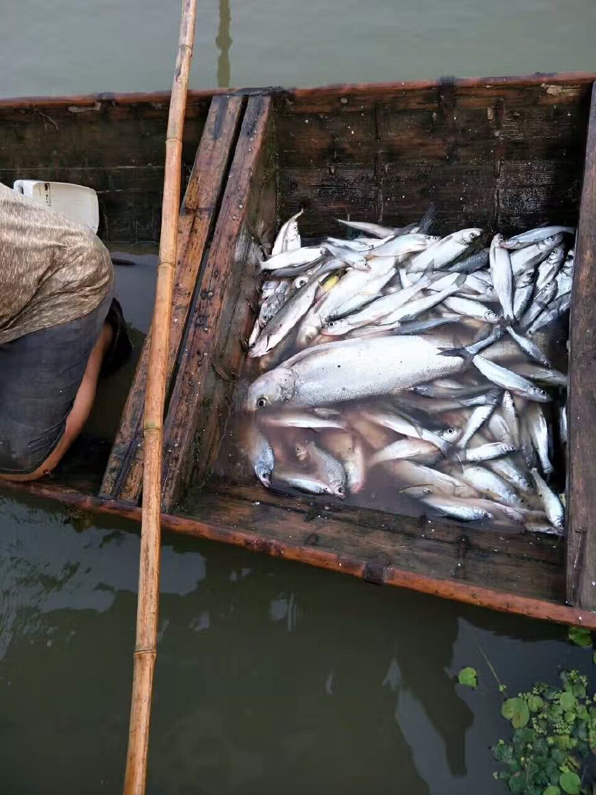 今天捕鱼收获颇丰,这么大的野生鱼,农村都少见