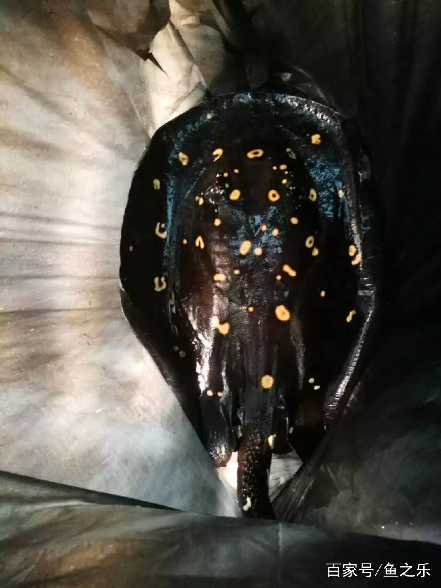 巨魟腹水加断尾求生记,结果反转的好想哭啊!