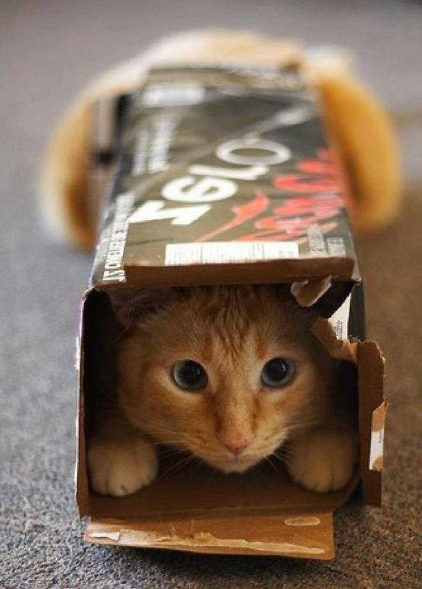 钻进小箱子里的猫咪,样子好萌啊