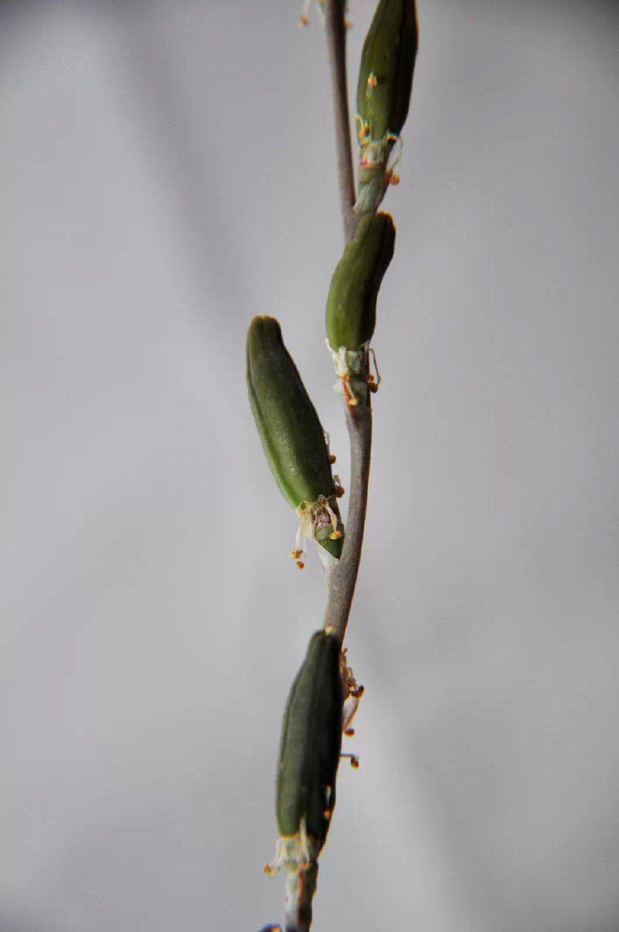 不仅花粉萌发力很快丧失,而且柱头干枯,不利于花粉管生长,再因授粉