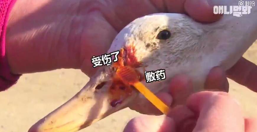 小鸭子"爱"上了狗狗,勇敢追爱却总受伤害