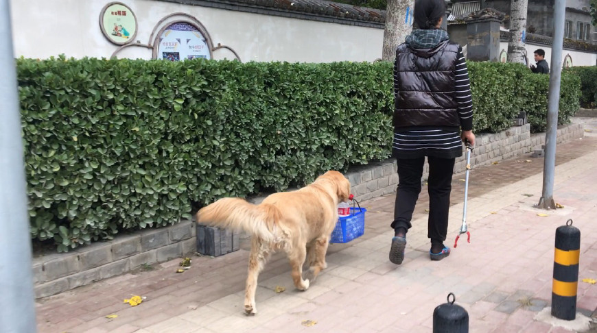 别人家的狗!金毛叼着篮子跟随女主人捡饮料瓶遛弯