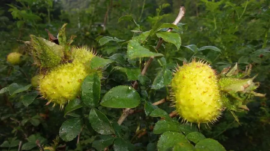 農村這4種帶刺野果,很多人都沒見過,最後一種40元一斤成稀罕貨