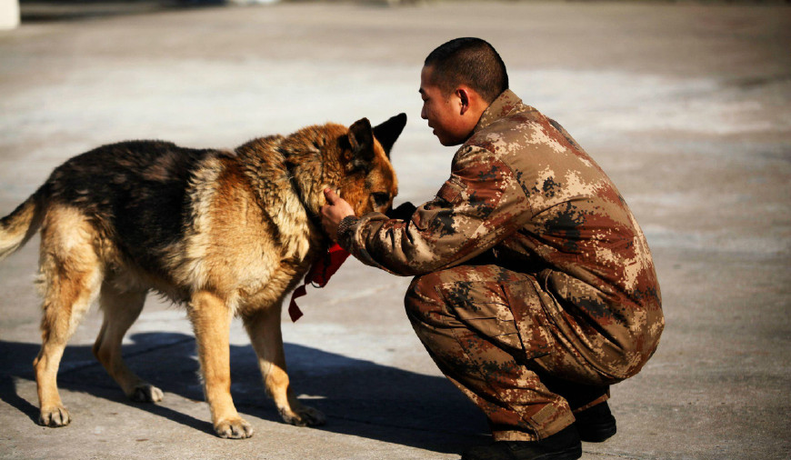 军人与军犬感人图片图片